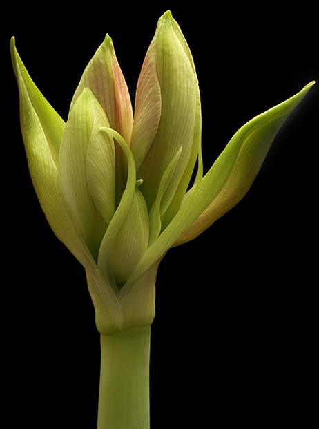 amaryllis_knospepict0029