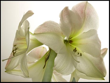 amaryllis_nah_v_u_colorpict0091