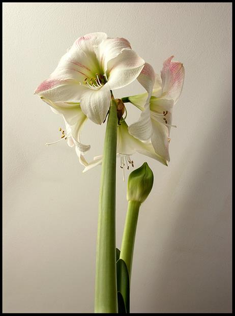 amaryllis_v_u_pict0029